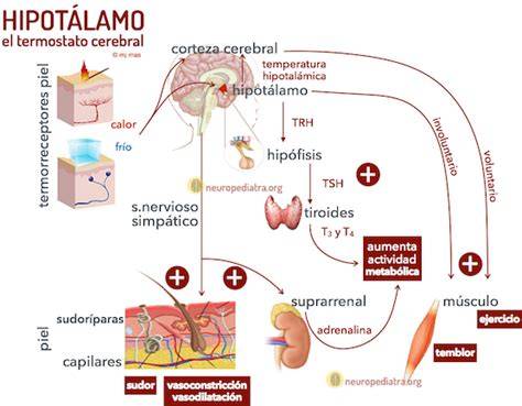 Esquema del mecanismo de termorregulación en el hipotálamo del bebé