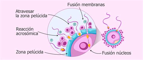 Esquema de la fecundación y las interacciones moleculares
