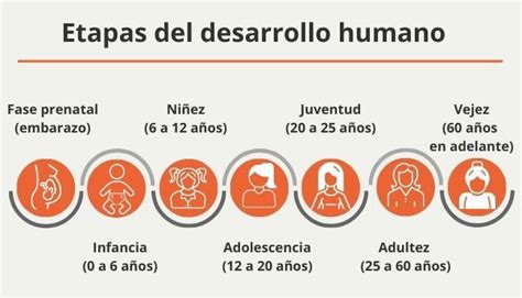 Esquema de las etapas del destete biológico en humanos