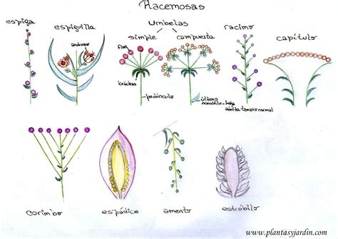 Detalle de flores femeninas en la base de un amento bisexual, preparadas para la fecundación