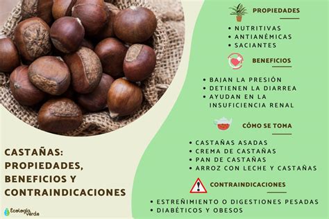 Comparación de castañas bolercas (vacías) y castañas bien formadas en su erizo