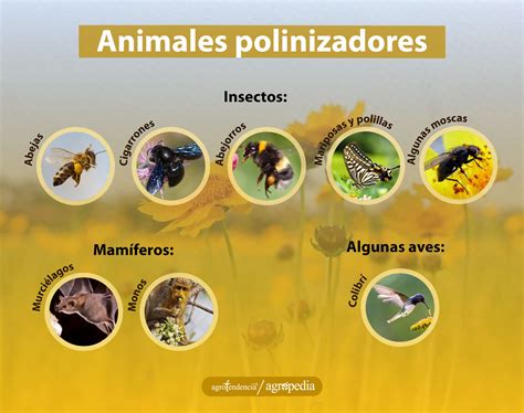 Esquema de disposición de variedades polinizadoras en una plantación de castaños para optimizar la fecundación
