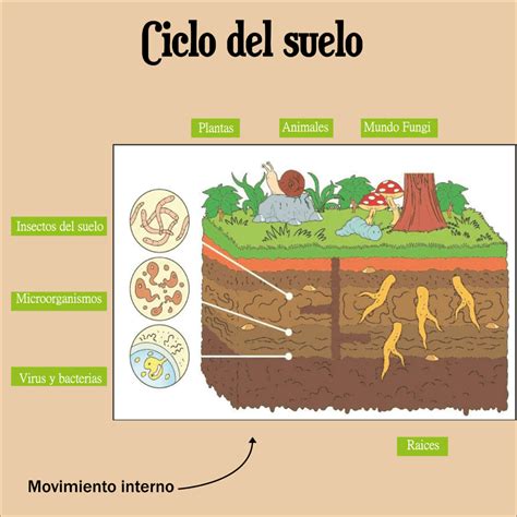 Infografía: Ciclo de nutrientes en un suelo fértil