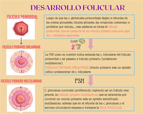 Esquema del desarrollo folicular desde folículo primordial hasta folículo de De Graaf.