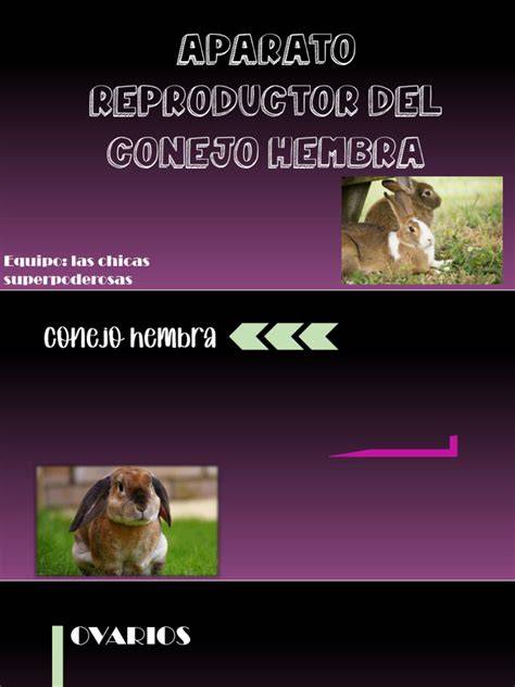 Esquema del aparato reproductivo de una coneja gestante