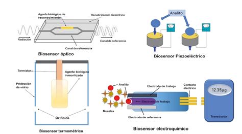 Esquema de un biosensor electroquímico para detección hormonal en leche bovina
