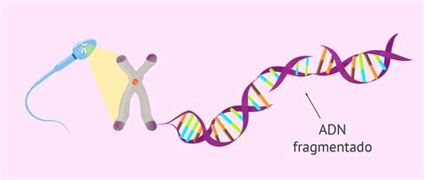 Esquema del principio de funcionamiento del test Sperm-Halomax para ADN espermático