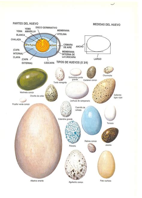 Esquema nutricional comparativo de diferentes tipos de huevos