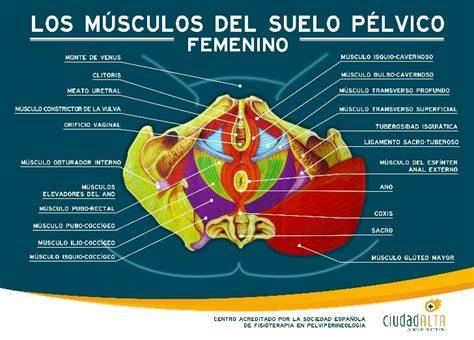 Esquema anatómico del suelo pélvico femenino y los órganos que soporta