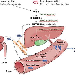 Esquema explicativo sobre la bilirrubina y la ictericia en neonatos
