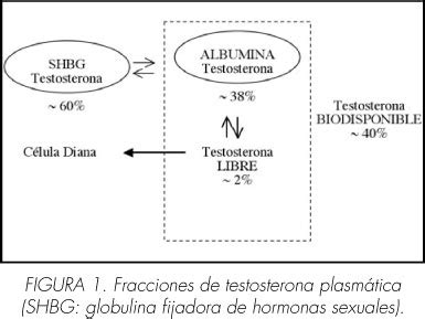 Diagrama de las formas de testosterona en circulación: libre, unida a albúmina y unida a SHBG