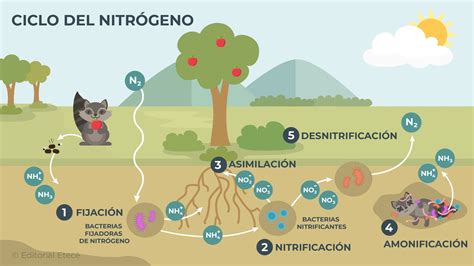 Diagrama del ciclo del nitrógeno y su importancia en la optimización de la fertilización.