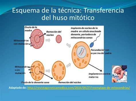 Diagrama de la técnica de Transferencia de Huso Materno