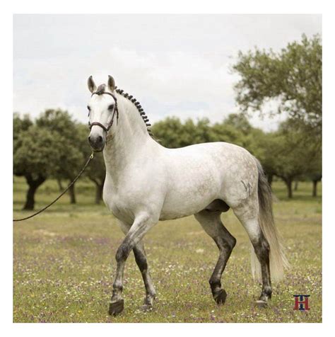 Imagen de un caballo pura sangre español