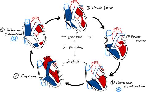 Diagrama simplificado del ciclo de latido cardíaco normal, mostrando el nódulo sinusal, las aurículas, el nodo AV y los ventrículos.