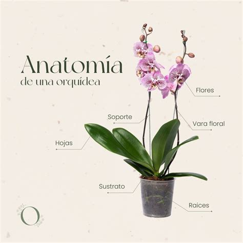 Esquema visual de las partes de una orquídea: raíces, sustrato, vara floral y hojas.