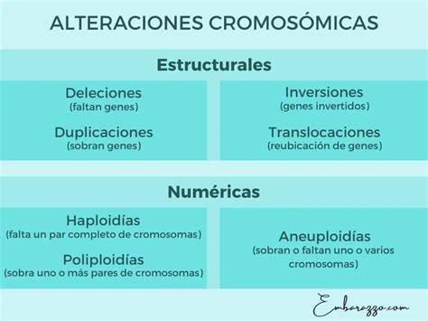 Esquema de las alteraciones cromosómicas y aneuploidías en el desarrollo embrionario
