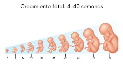 diagrama del desarrollo fetal mostrando el crecimiento del bebé y la formación de órganos clave durante el segundo trimestre.