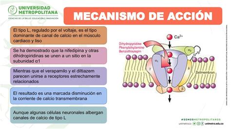 infografía explicando el mecanismo de acción de la DHA en la piel