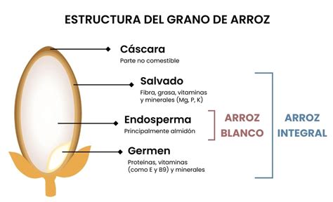 Esquema de la estructura del grano de arroz, destacando el cariopse y la cáscara.