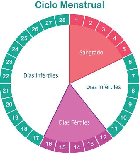 Esquema del ciclo menstrual con sus fases