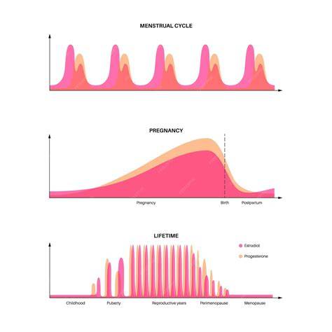 Gráfico de probabilidad de embarazo a lo largo del ciclo menstrual