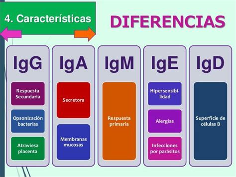 Infografía detallada sobre las principales inmunoglobulinas (IgG, IgA, IgM) presentes en el calostro bovino y su función protectora