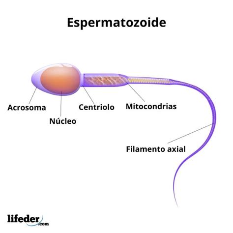 Esquema de un espermatozoide con sus partes principales