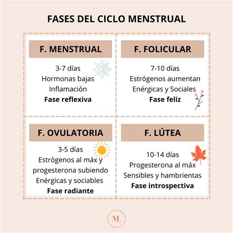 Esquema infográfico de las fases del ciclo menstrual con sus nombres y hormonas principales