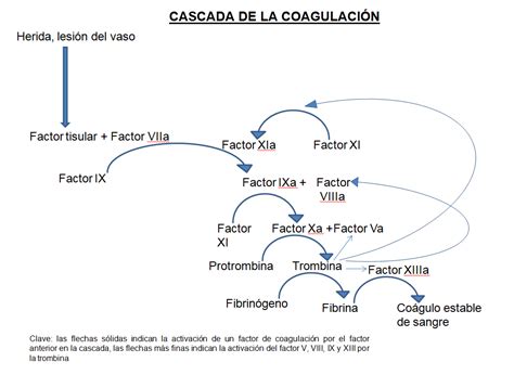 Esquema de la cascada de coagulación y el papel del factor VIII