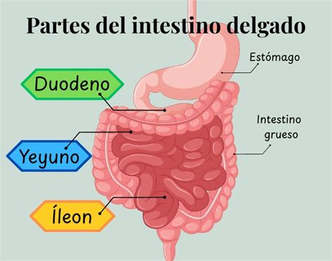 Ilustración del intestino delgado con vellosidades sanas y dañadas por la celiaquía