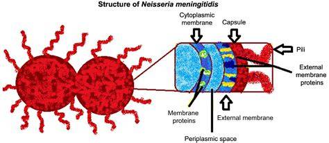 Diagrama de la estructura de Neisseria meningitidis y sus factores de virulencia