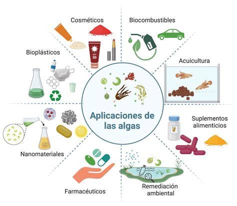 Infografía: Aplicaciones de las algas en la química azul y la agricultura