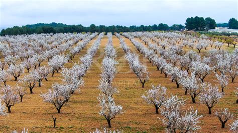 Distribución de parcelas con sombra de árboles frutales en Camping Cortijo San Isicio.