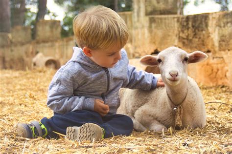 Niños interactuando con animales de granja en un entorno rural