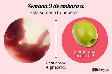 Representación del abdomen a las 9 semanas de embarazo