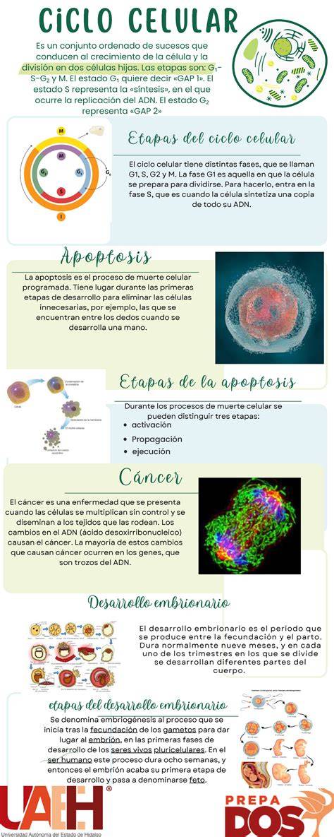 Infografía: Regeneración celular a través de frecuencias
