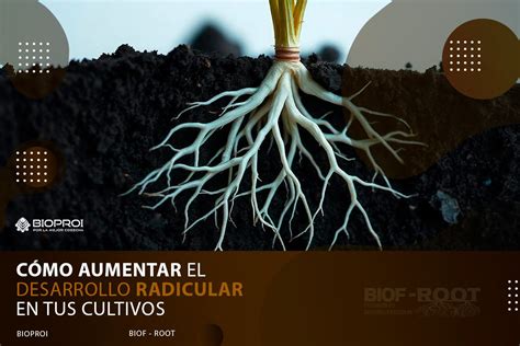 Esquema de las propiedades químicas del sauce o infografía sobre el crecimiento de raíces