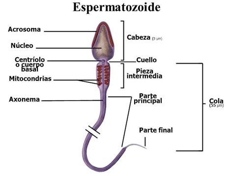 Diagrama de las partes del espermatozoide