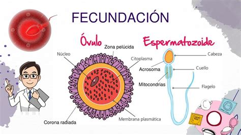 Ilustración de las etapas de la fecundación