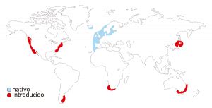 Mapa de distribución del cangrejo verde europeo mostrando áreas nativas e invadidas