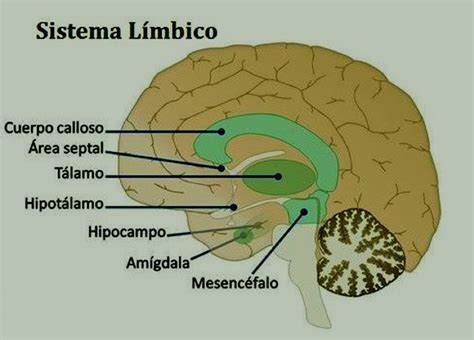 Esquema del cerebro humano resaltando el sistema límbico, amígdala e hipotálamo