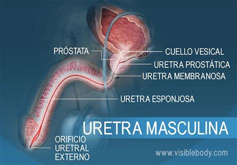 Ilustración anatómica de la próstata y la uretra masculina