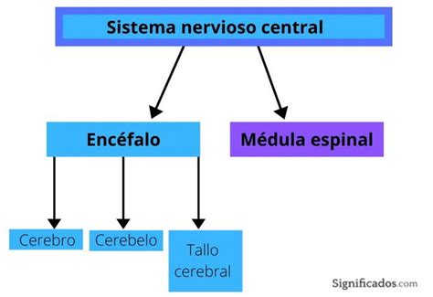 Esquema anatómico que divide el sistema nervioso central en médula espinal, región infratentorial y región supratentorial.