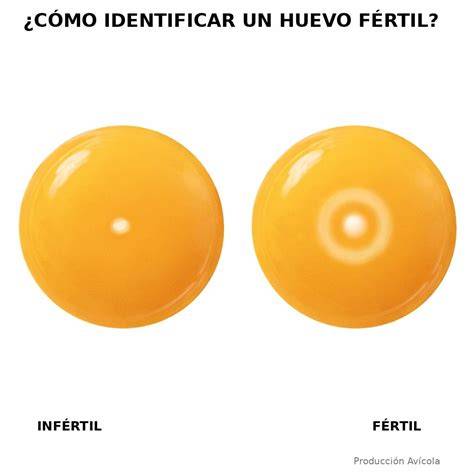 Esquema comparativo de un huevo fértil y uno infértil