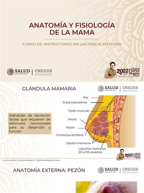 Esquema de la anatomía del pecho lactante y flujo de leche