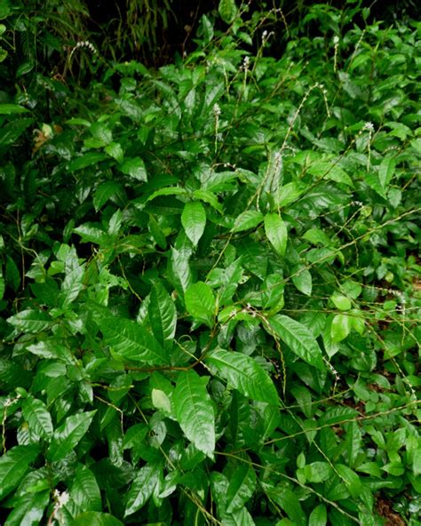 Fotografía de la planta de Anamú (Petiveria alliacea) con sus hojas y espigas de flores.