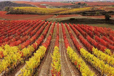Viñedos de La Rioja Alta al amanecer