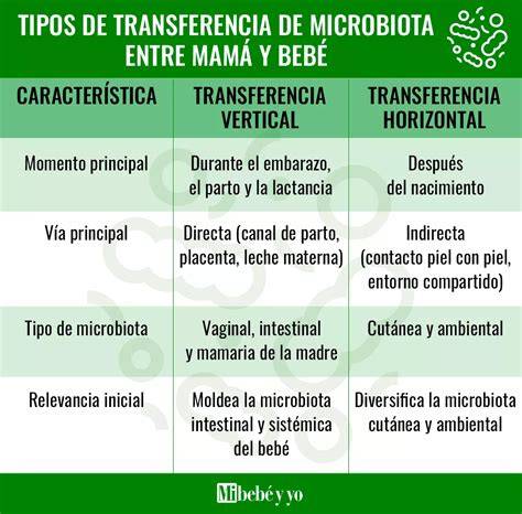 Esquema: Transferencia de microbiota de madre a hijo durante el parto