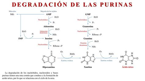 Diagrama de la vía metabólica de las purinas y el punto de acción de la xantina oxidasa